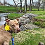 dog, flower, collar, leash, grass, rocks, creek, water, trees, park, outdoor, nature, greenery, footwear, leisure, pet, canine, animal, spring, scenery