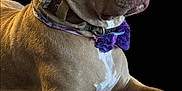 Annie Oakley is registered to the contest to win money with this photo: dog, canine, pet, collar, purple_flower, tan_coat, lying_down, portrait, animal, domestic_animal, ears, paw, snout, fur, close_up, attention, alert, companion, black_background, resting