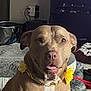 dog, tan_dog, flower_collar, indoor, pet_bed, blanket, carpet, tongue_out, closeup, pet, animal, cute, companion, domestic, canine, sitting, looking_at_camera, household, cozy, friendly