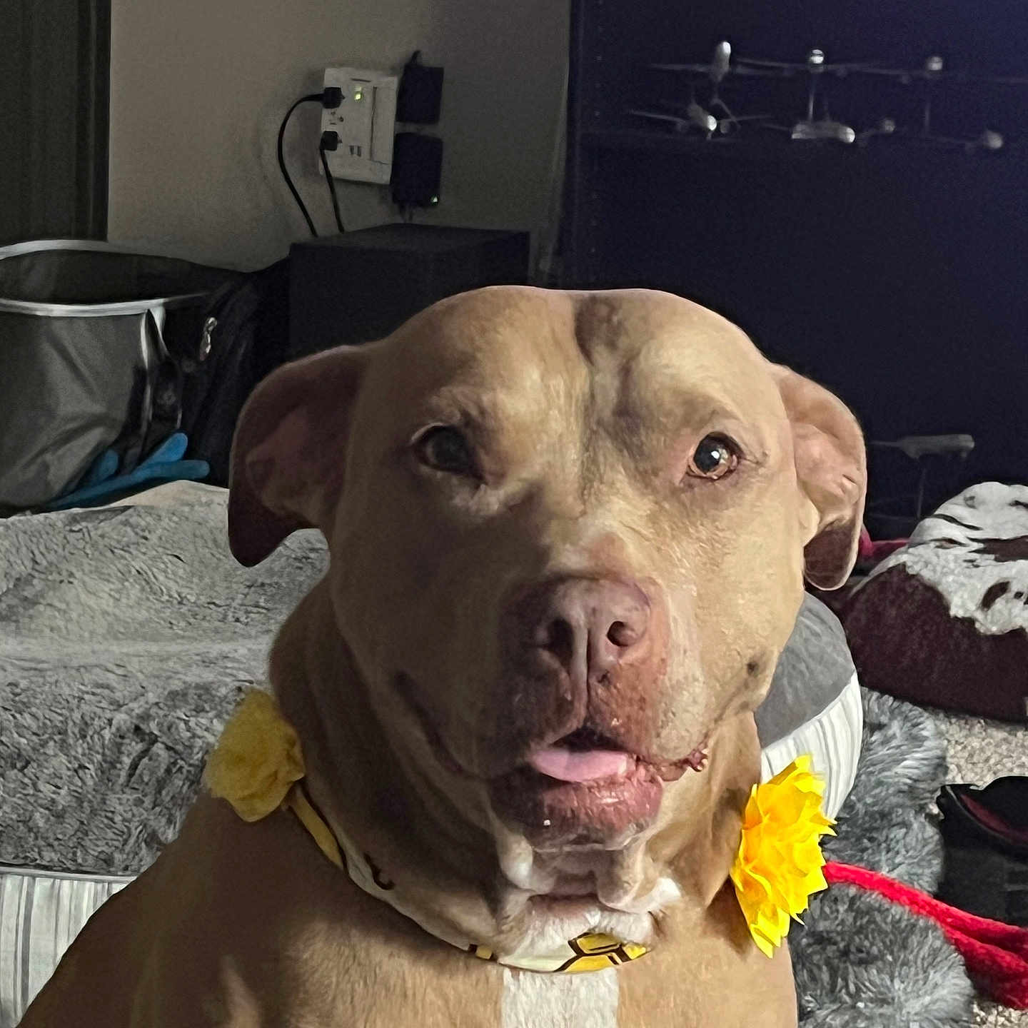Annie Oakley joined the competition — help win amazing prizes! animal, blanket, canine, carpet, closeup, companion, cozy, cute, dog, domestic, flower_collar, friendly, household, indoor, looking_at_camera, pet, pet_bed, sitting, tan_dog, tongue_out