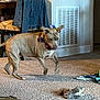 dog, indoor, carpet, motion_blur, toy, squirrel_toy, furniture, jacket, paper_towels, living_room, pet, domestic_animal, playful, canine, household, blanket, door, vent, floor, decor
