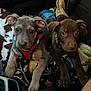 Faith is registered to the contest to win money with this photo: puppy, dog, pet, animal, blanket, car_interior, seat, harness, brown_dog, gray_dog, young_dog, cute, companion, relaxing, indoor, closeup, curious, front_view, two_dogs, resting