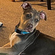 Faith is registered to the contest to win money with this photo: dog, puppy, blue_collar, carpet, indoor, pet, animal, furniture, toy, curious, laying_down, head_tilt, brown_and_white, ears, young_dog, domestic, cute, companion, house, relaxed