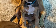 Faith joined the competition — help win amazing prizes! dog, puppy, carpet, indoor, pets, animal, relaxing, brown_dog, gray_dog, sitting, lying_down, collar, closeup, domestic_animal, furry, cute, companions, resting, three_dogs, curious
