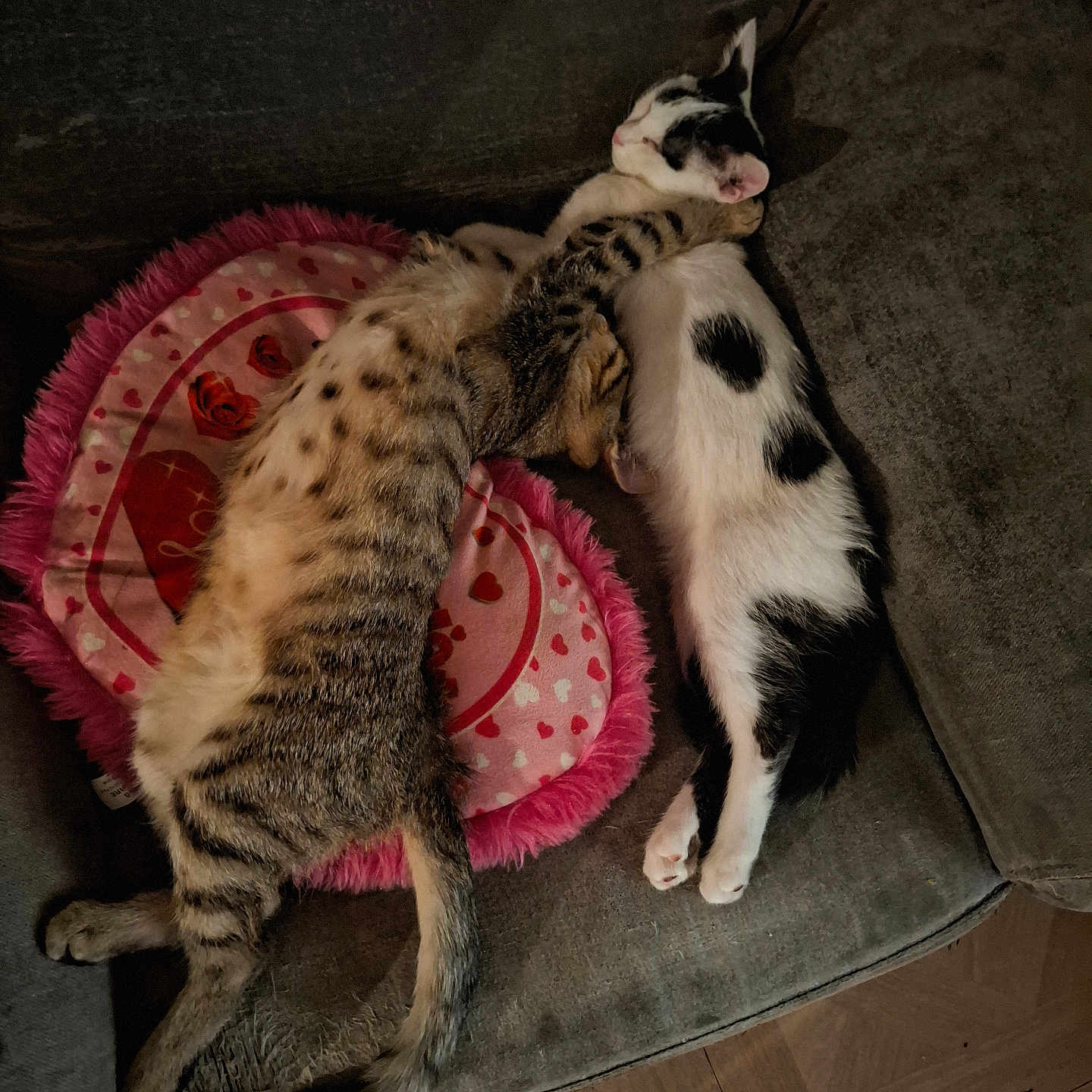 Touffu Et Tigrou