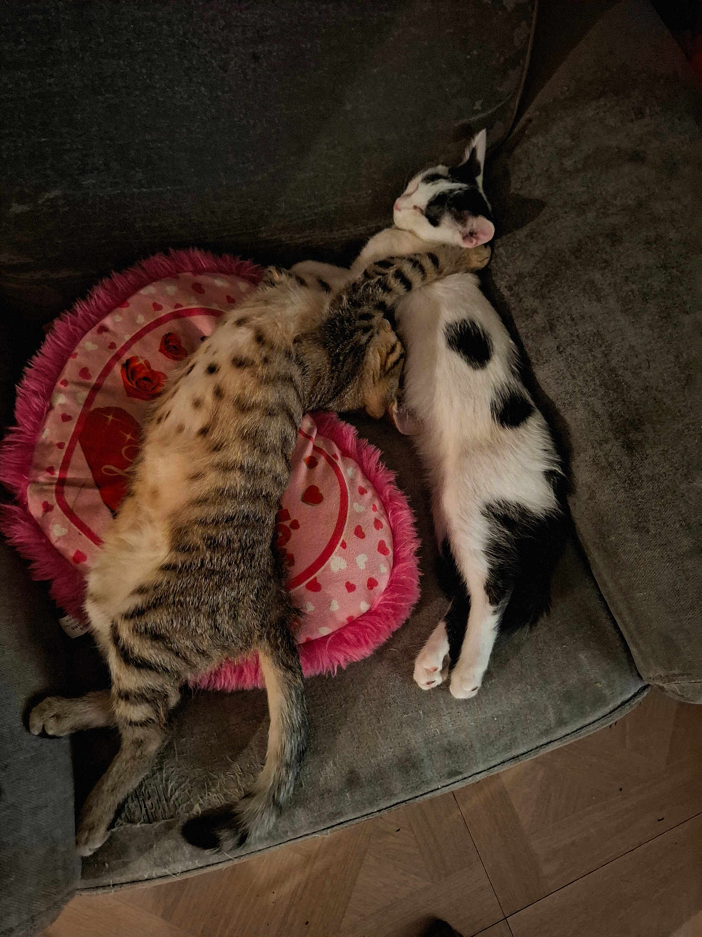 Touffu Et Tigrou participe au concours pour gagner de l'argent avec cette photo : black_and_white, cat, couch, cozy, cuddling, fur, heart_pillow, indoor, kitten, nap, paws, pet, pink_pillow, resting, sleeping, sofa, spotted, tabby, two_cats, wooden_floor