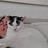 cat, person, couch, indoor, relaxed, white_cat, black_and_white, pet, smile, face, fur, ears, pink_nose, home, cozy, comfort, resting, animal, portrait, close_up