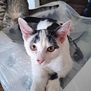 Touffu Et Tigrou a rejoint le concours — aidez-le/la à gagner de superbes lots ! cat, close_up, cords, domestic_animal, ears, eyes, fur, household, indoors, kitten, looking_at_camera, lying_down, nose, paws, pet, plastic_sheet, tabby, tail, whiskers, white_and_black