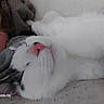 cat, white_cat, pink_nose, sleeping, close_up, feline, pet, animal, cozy, resting, indoor, soft, fur, cute, domestic_animal, relaxed, blanket, human_arm, knitted, nap
