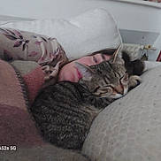 Tigrou participe au concours pour gagner de l'argent avec cette photo : cat, person, couch, blanket, sleeping, tabby_cat, indoor, relaxing, cozy, floral_clothing, pillow, home, resting, feline, pet, soft_lighting, casual, candid, comfort, nap