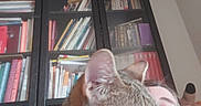 Tigrou participe au concours pour gagner de l'argent avec cette photo : cat, tabby_cat, person, bookshelf, books, indoor, furniture, couch, blurred, close_up, face, head, sitting, relaxing, home, reading, shelf, colorful, casual, pet