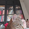 cat, tabby_cat, person, bookshelf, books, indoor, furniture, couch, blurred, close_up, face, head, sitting, relaxing, home, reading, shelf, colorful, casual, pet