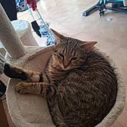 Tigrou participe au concours pour gagner de l'argent avec cette photo : cat, tabby_cat, feline, pet, sleepy, curled_up, cat_bed, furniture, indoor, home, exercise_bike, floor, clothing, cozy, relaxed, paw, ears, fur, resting, domestic_animal