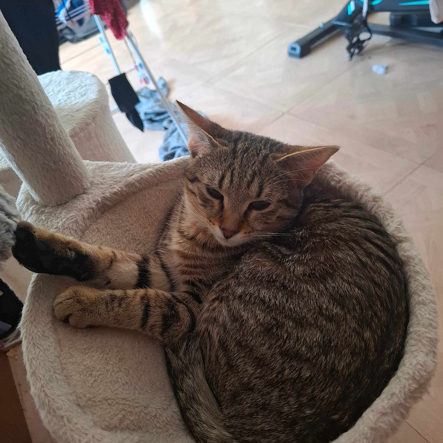 Tigrou participe au concours pour gagner de l'argent avec cette photo : cat, tabby_cat, feline, pet, sleepy, curled_up, cat_bed, furniture, indoor, home, exercise_bike, floor, clothing, cozy, relaxed, paw, ears, fur, resting, domestic_animal