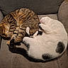 cat, tabby_cat, white_cat, black_spots, sleeping, curled_up, couch, furniture, pet, indoor, cozy, resting, animal, fur, cute, domestic_animal, companion, relaxed, two_cats, snuggling