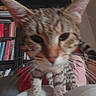 cat, tabby_cat, close_up, blurry, indoor, bookshelf, book, person, face, pet, feline, curious, whiskers, ears, fur, animal, home, red_clothing, couch, background