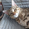 cat, tabby, pet, indoor, cushion, relaxing, sleepy, feline, closeup, fur, whiskers, ears, nose, animal, resting, domestic, home, texture, gray, comfortable