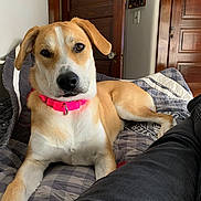 Livy is registered to the contest to win money with this photo: dog, pet, bed, quilt, collar, pink_collar, tan_fur, white_fur, indoor, wooden_door, furniture, relaxed, lying_down, person_leg, black_pants, home, cozy, looking_at_camera, animal, canine