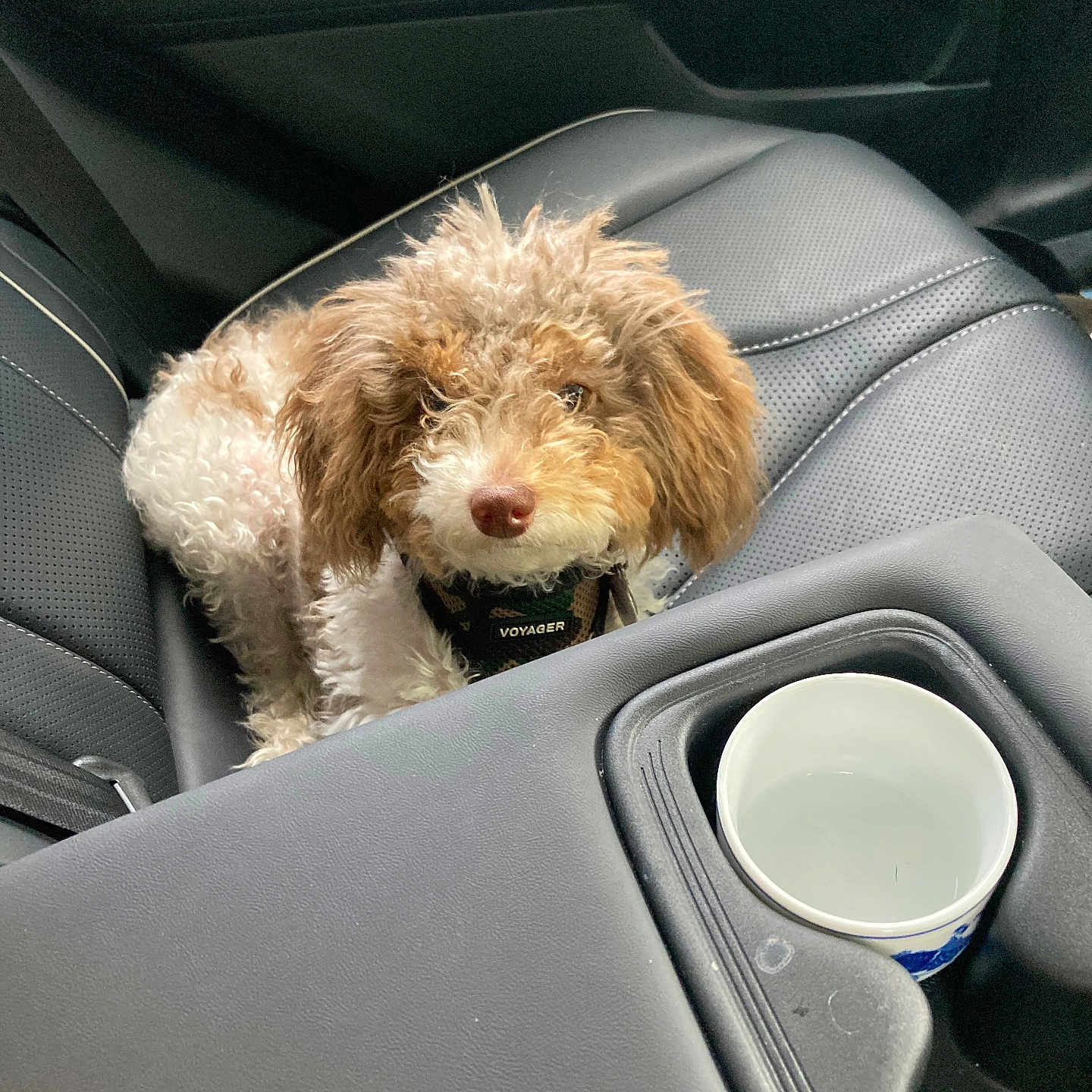 Cassie joined the competition — help win amazing prizes! alloywheel, animal, canine, car, car_interior, carseat, carwheel, cushion, dog, homedecor, machine, pet, poodle, puppy, spoke, terrier, tire, transportation, vehicle, wheel