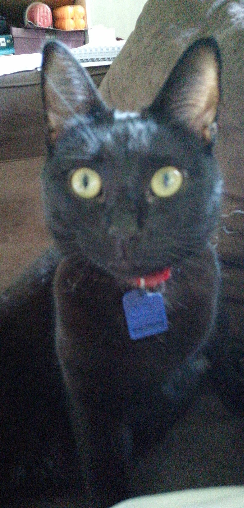 Ninouschka participe au concours pour gagner de l'argent avec cette photo : asian, black_cat, bombay, carnivore, cat, domestic_short_haired_cat, felidae, korat, mammal, small_to_medium_sized_cats, snout, vertebrate, whiskers