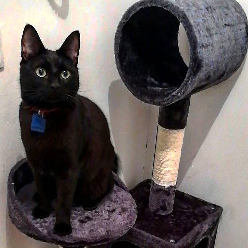 Ninouschka a rejoint le concours — aidez-le/la à gagner de superbes lots ! asian, black_cat, bombay, carnivore, cat, cat_supply, domestic_short_haired_cat, felidae, korat, mammal, small_to_medium_sized_cats, whiskers