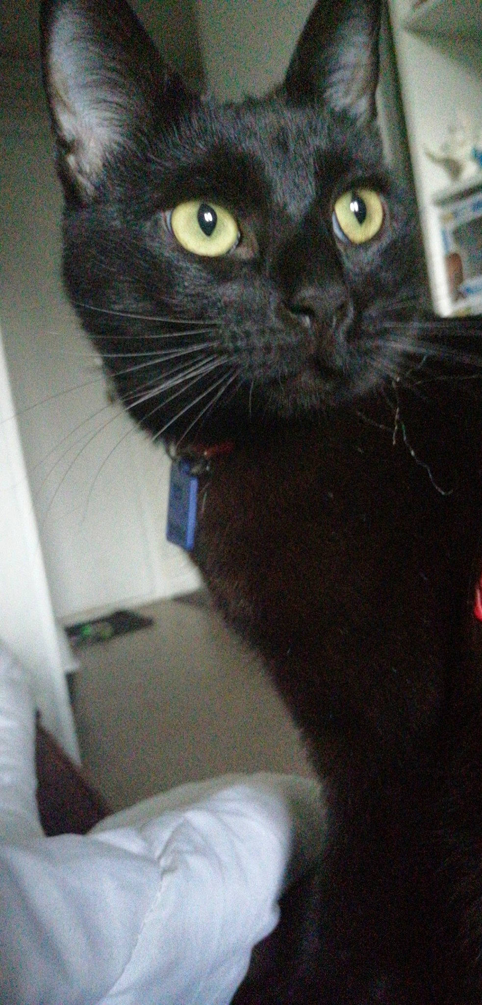 Ninouschka a rejoint le concours — aidez-le/la à gagner de superbes lots ! asian, black_cat, bombay, carnivore, cat, domestic_short_haired_cat, european_shorthair, eye, felidae, korat, mammal, small_to_medium_sized_cats, snout, whiskers