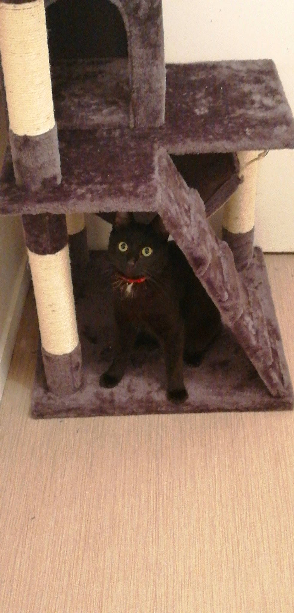 Ninouschka a rejoint le concours — aidez-le/la à gagner de superbes lots ! asian, black_cat, bombay, british_shorthair, carnivore, cat, chartreux, domestic_short_haired_cat, felidae, fur, kitten, korat, polydactyl_cat, russian_blue, scottish_fold, small_to_medium_sized_cats, tail, tile, whiskers, wood