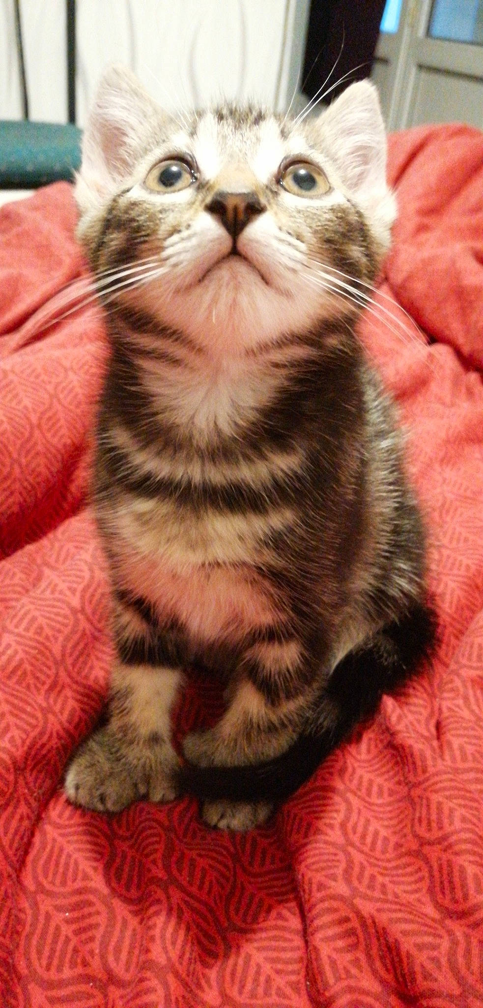 Rayka participe au concours pour gagner de l'argent avec cette photo : american_bobtail, american_shorthair, american_wirehair, asian, carnivore, cat, claw, domestic_short_haired_cat, egyptian_mau, european_shorthair, eye, felidae, kitten, mammal, munchkin, small_to_medium_sized_cats, snout, tabby_cat, vertebrate, whiskers