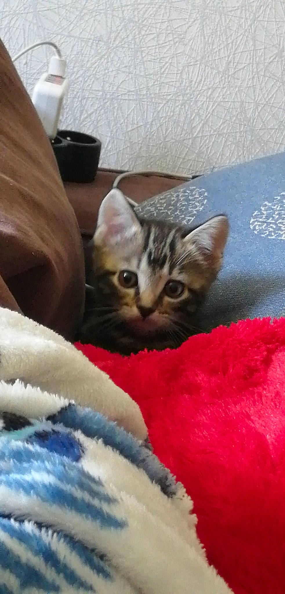 Rayka participe au concours pour gagner de l'argent avec cette photo : aegean_cat, american_shorthair, asian, australian_mist, california_spangled, carnivore, cat, chausie, domestic_short_haired_cat, dragon_li, european_shorthair, fawn, felidae, kitten, mammal, small_to_medium_sized_cats, tabby_cat, vertebrate, whiskers