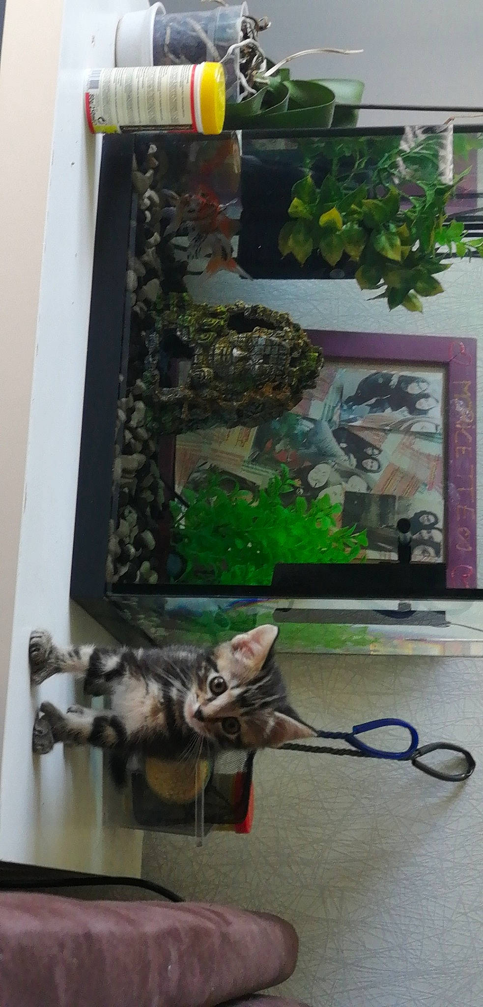 Rayka participe au concours pour gagner de l'argent avec cette photo : houseplant, plant, tree