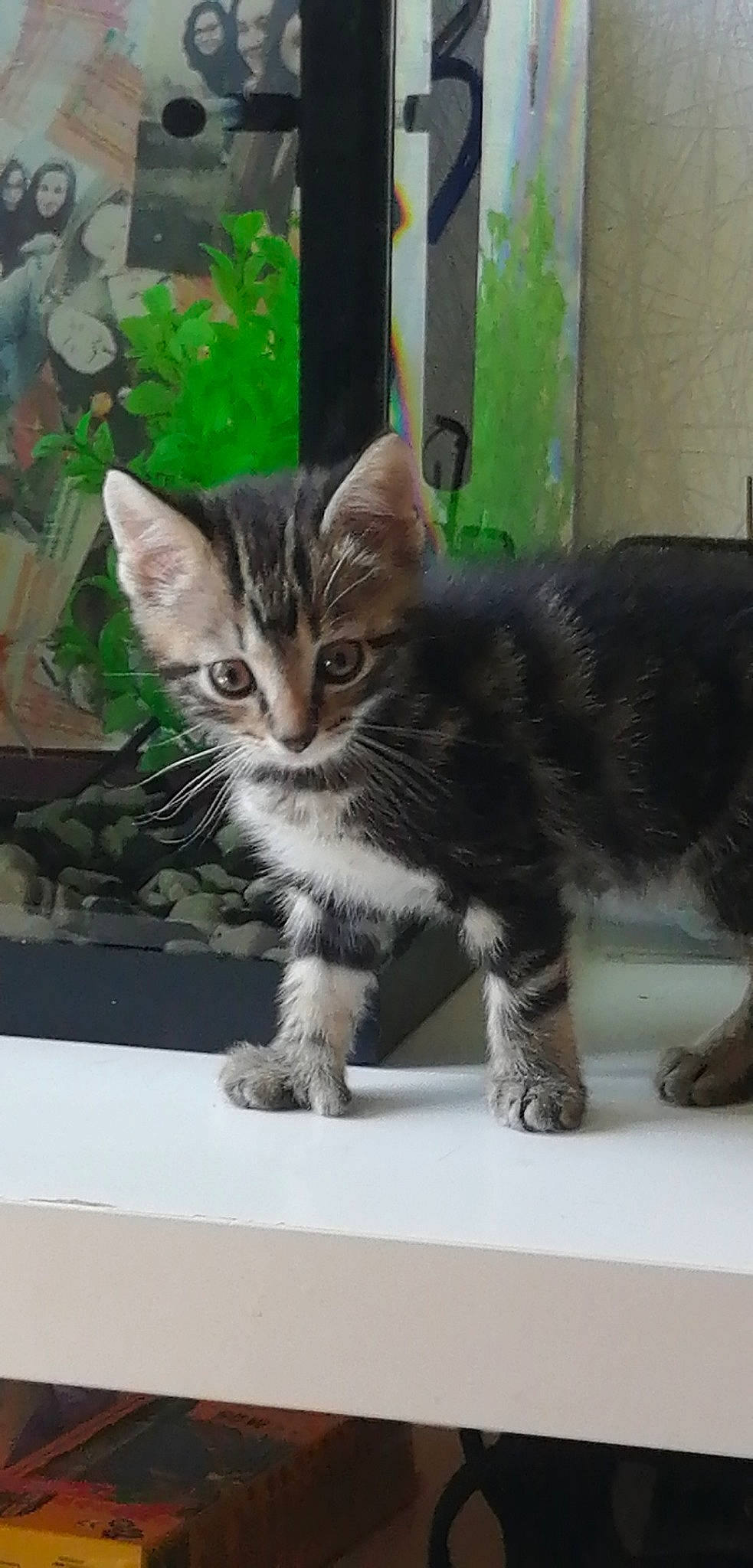 Rayka participe au concours pour gagner de l'argent avec cette photo : aegean_cat, american_shorthair, american_wirehair, asian, bengal, carnivore, cat, domestic_short_haired_cat, dragon_li, european_shorthair, felidae, kitten, mammal, small_to_medium_sized_cats, sokoke, tabby_cat, tail, toyger, vertebrate, whiskers