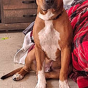 Scrappy joined the competition — help win amazing prizes! dog, brown_dog, white_paws, sitting, indoor, floor, blanket, red_blanket, cabinet, furniture, decorations, pet, animal, paw, ears, face, nose, eyes, home, cozy