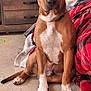 dog, brown_dog, white_paws, sitting, indoor, floor, blanket, red_blanket, cabinet, furniture, decorations, pet, animal, paw, ears, face, nose, eyes, home, cozy
