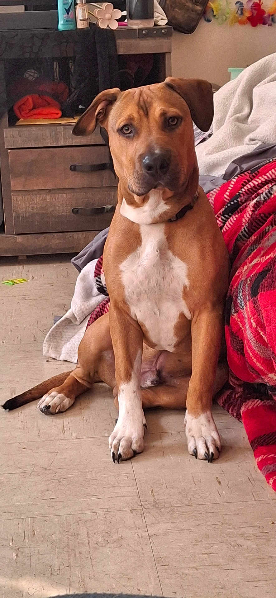 Scrappy joined the competition — help win amazing prizes! dog, brown_dog, white_paws, sitting, indoor, floor, blanket, red_blanket, cabinet, furniture, decorations, pet, animal, paw, ears, face, nose, eyes, home, cozy