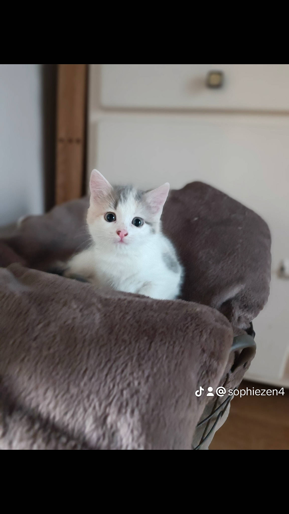 Kitty participe au concours pour gagner de l'argent avec cette photo : carnivore, cat, claw, comfort, domestic_short_haired_cat, felidae, fur, grey, iris, paw, photo_caption, sitting, small_to_medium_sized_cats, snout, tail, terrestrial_animal, whiskers, window