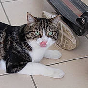 Marcus a rejoint le concours — aidez-le/la à gagner de superbes lots ! aegean_cat, american_shorthair, american_wirehair, asian, carnivore, cat, domestic_short_haired_cat, dragon_li, european_shorthair, felidae, fur, kitten, mammal, paw, polydactyl_cat, small_to_medium_sized_cats, tabby_cat, tail, whiskers