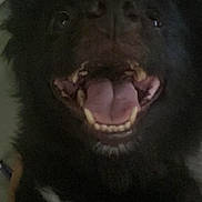 Ogi is registered to the contest to win money with this photo: dog, black_dog, close_up, tongue, teeth, pet, animal, mouth_open, happy, indoor, fur, canine, smiling, face, cute, playful, domestic_animal, companion, furry, blurry