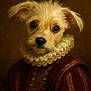 dog, puppy, portrait, costume, renaissance, ruffled_collar, clothing, brown, fur, cute, animal, pet, studio, vintage_style, face, eyes, expression, fashion, portrait_style, historical