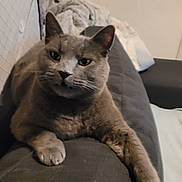 Jango participe au concours pour gagner de l'argent avec cette photo : animal, blanket, cat, couch, cozy, domestic_animal, ears, face, feline, fur, gray_cat, home, indoor, mammal, paw, pet, relaxed, resting, soft, whiskers