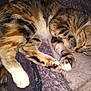 Taters And Link joined the competition — help win amazing prizes! cat, tabby, sleeping, paws, fur, blanket, cozy, resting, pet, animal, cute, domestic_cat, feline, whiskers, striped, claws, soft, indoor, relaxed, nap