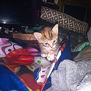 Taters And Link joined the competition — help win amazing prizes! kitten, cat, bag, colorful, blanket, television, cushion, indoor, pet, furniture, soft, cute, curious, animal, domestic, furry, young, cozy, cluttered, household