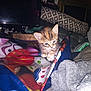 kitten, cat, bag, colorful, blanket, television, cushion, indoor, pet, furniture, soft, cute, curious, animal, domestic, furry, young, cozy, cluttered, household