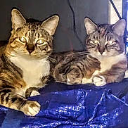 Taters And Link is registered to the contest to win money with this photo: cat, tabby, animal, pet, feline, indoor, resting, blue, fabric, fur, whiskers, ears, eyes, two_animals, domestic, mammal, cute, companion, relaxing, household