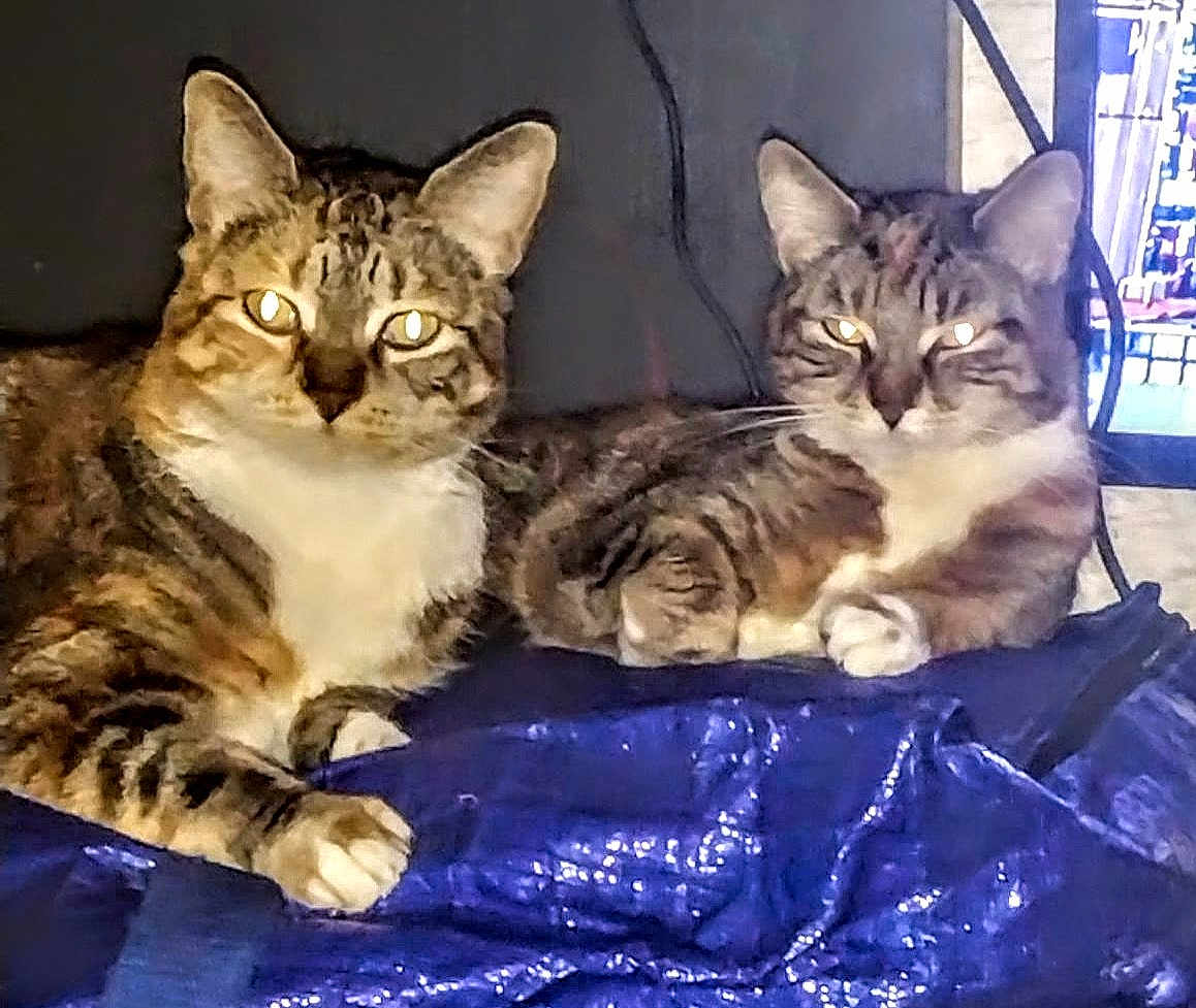 Taters And Link is registered to the contest to win money with this photo: cat, tabby, animal, pet, feline, indoor, resting, blue, fabric, fur, whiskers, ears, eyes, two_animals, domestic, mammal, cute, companion, relaxing, household