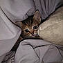 Taters And Link joined the competition — help win amazing prizes! kitten, cat, blanket, pillow, cozy, soft, cute, fur, animal, pet, indoor, resting, small, face, ears, curious, nest, comfort, young, tabby