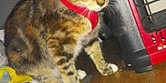 Taters And Link joined the competition — help win amazing prizes! cat, tabby_cat, red_harness, wooden_surface, heater, lamp, household_items, clutter, indoor, pet, feline, fur, yellow_eyes, reflection, mirror, table, flash, close_up, brown, white_paws