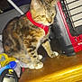 cat, tabby_cat, red_harness, wooden_surface, heater, lamp, household_items, clutter, indoor, pet, feline, fur, yellow_eyes, reflection, mirror, table, flash, close_up, brown, white_paws