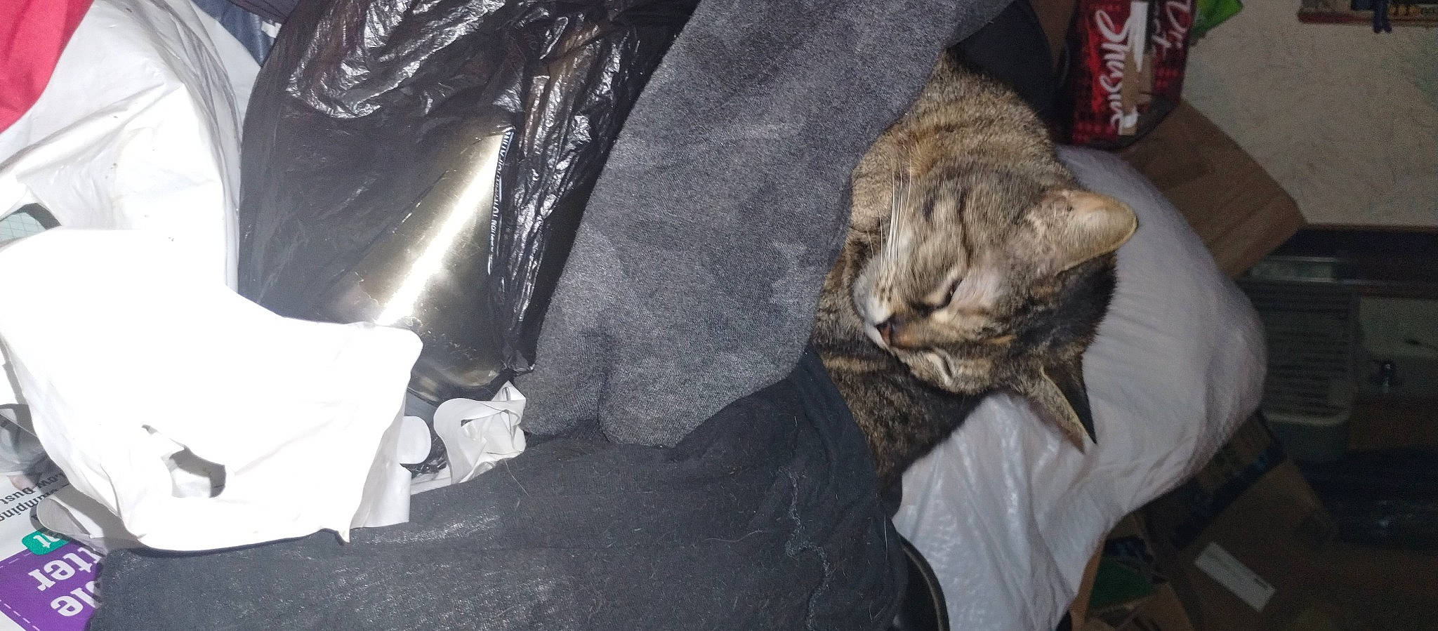 Monkey joined the competition — help win amazing prizes! aluminum_can, bag, beverage_can, carbonated_soft_drinks, carnivore, cat, comfort, domestic_short_haired_cat, felidae, fur, human_leg, sitting, small_to_medium_sized_cats, tail, tin_can, whiskers