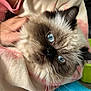 Juni joined the competition — help win amazing prizes! cat, blue_eyes, fluffy, whiskers, hand, person, hoodie, pink, cream, tie_dye, close_up, indoor, pet, feline, soft_fur, comfort, cuddle, domestic_animal, face, cute