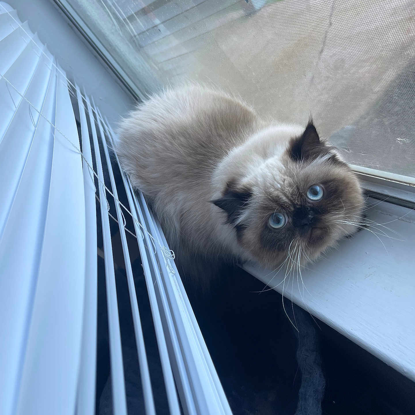 Juni is registered to the contest to win money with this photo: animal, blinds, blue_eyes, cat, close_up, curious, cute, domestic_cat, face, fluffy, fur, indoors, light, looking_up, pet, screen, sitting, whiskers, window, windowsill